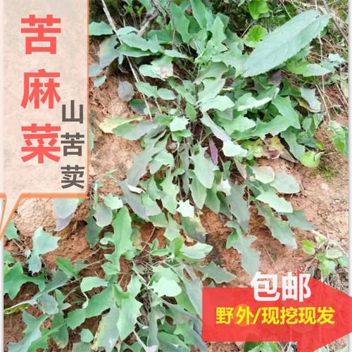 苦麻菜野外新鲜小苦麦菜