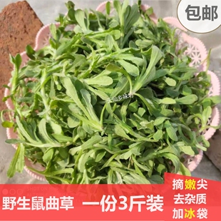 鼠曲草新鲜野生四川粑粑青团艾草叶材料农家田艾嫩野现采摘清明菜