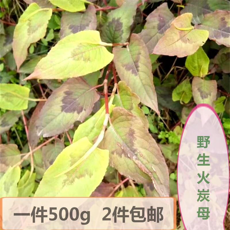 四川中药火炭母草新鲜杠板归河白草贯叶蓼火炭星盲更蔗毛甘蔗500g