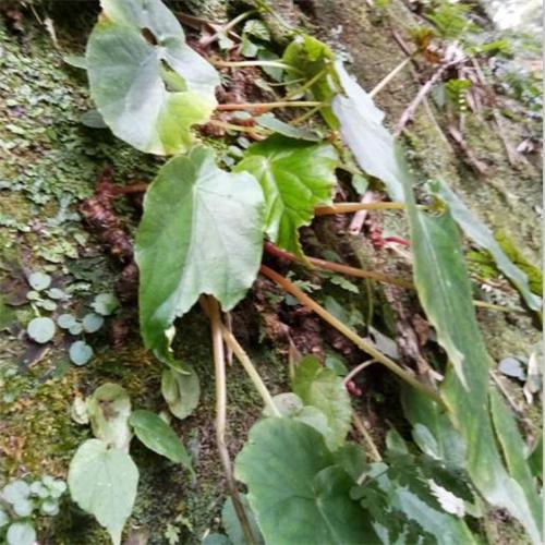 野长四川一点血秋海棠