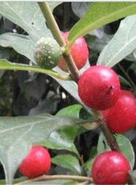 野生班揪果树牛奶子天仙果补血果牛奶奶泡儿树地瓜盆栽果树苗种植