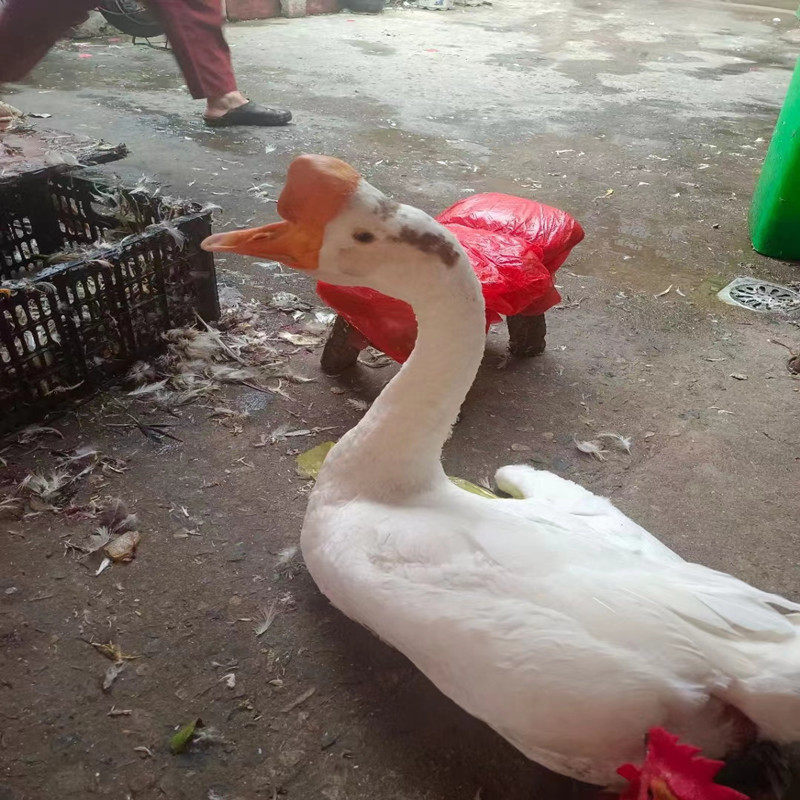 (小儿郎正宗农家散养老鹅 草鹅土鹅现杀老鹅 农村自养大白鹅顺丰