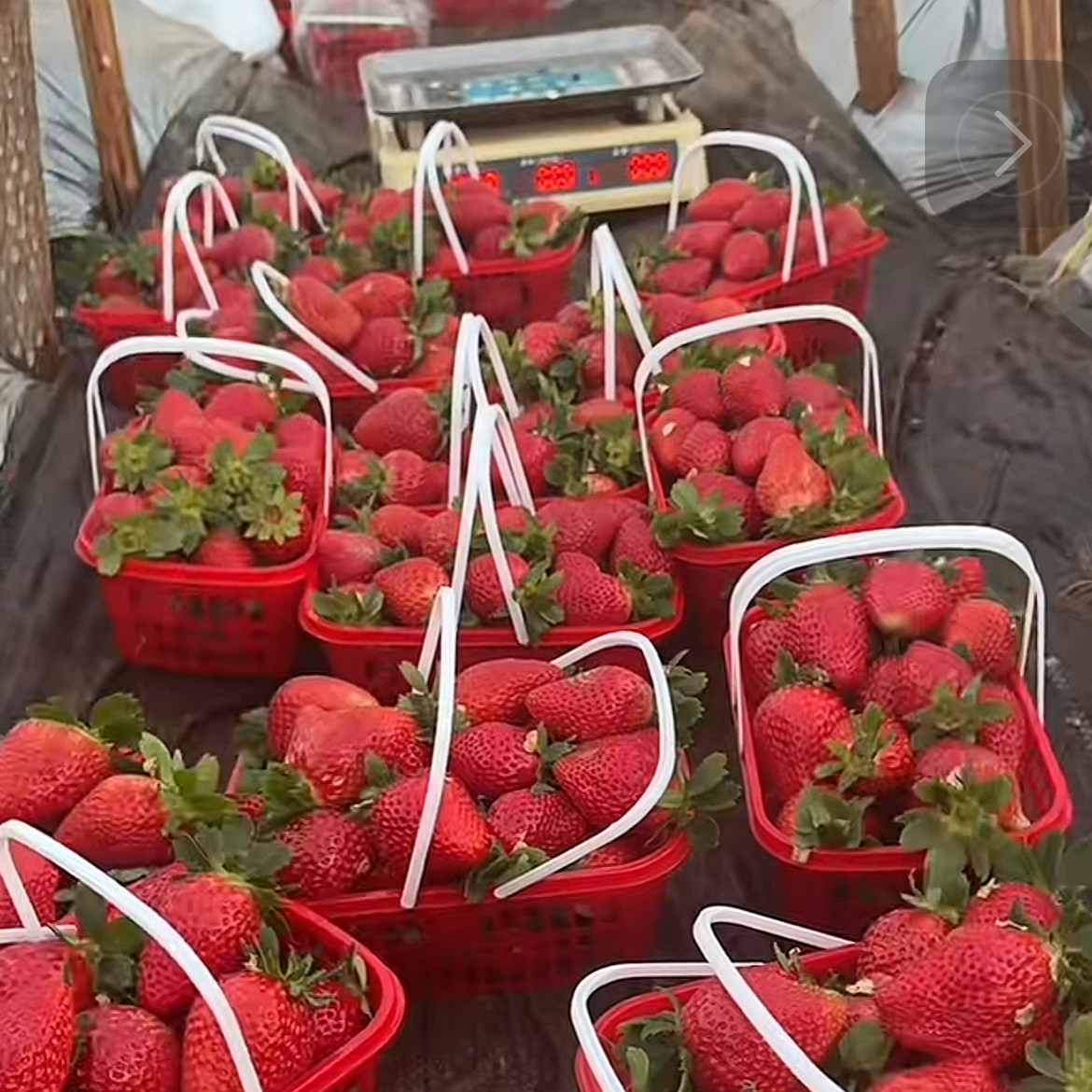 云南隋珠草莓应季现摘3斤起购