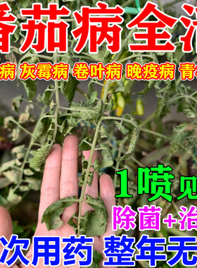 番茄病菌清西红柿病毒病专用药肥料卷叶疫菌清黄叶萎灰霉病全治y