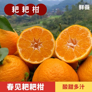四川眉山春见耙耙柑应季 水果 鲜薇