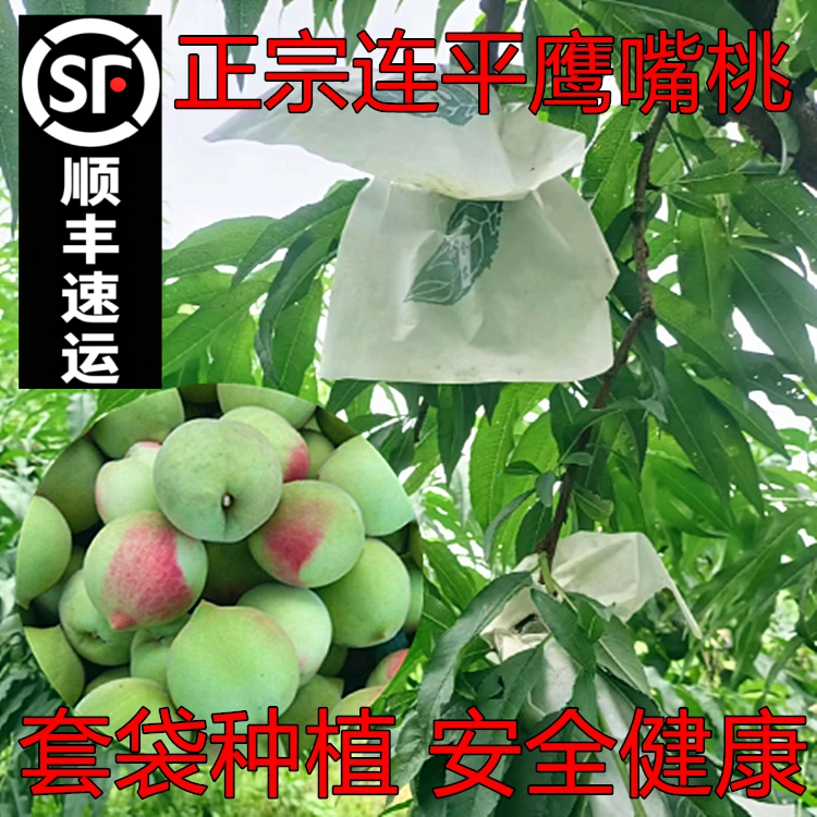 连平河源上坪鹰嘴桃5斤大果脆