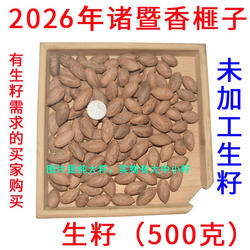 2026年诸暨香榧子生籽 没有加工过的生籽香榧适合药用榧子500克