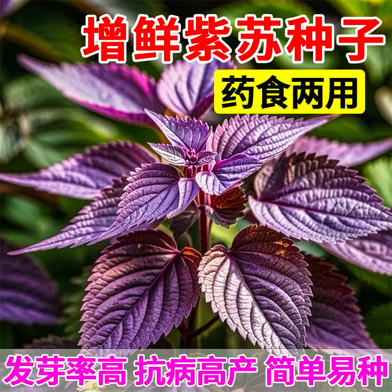 食用大叶【紫苏种子】四季播蔬菜种子 阳台室内盆栽蔬菜紫苏种籽