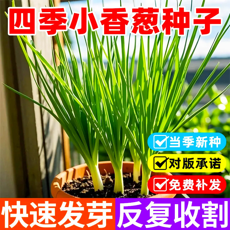 小香葱籽种子四季易种小葱种子阳台室内盆栽葱种子批发家庭菜种子