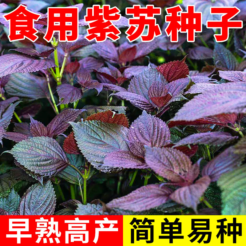 四季食用紫苏种子紫苏籽种子香菜种紫苏盆栽阳台苏子粒种香菜籽种
