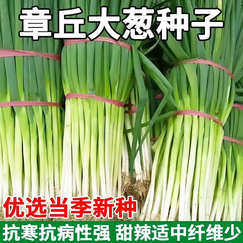 正宗原装章丘大葱种子山东高产耐寒耐热抗病铁杆葱种四季播大葱籽