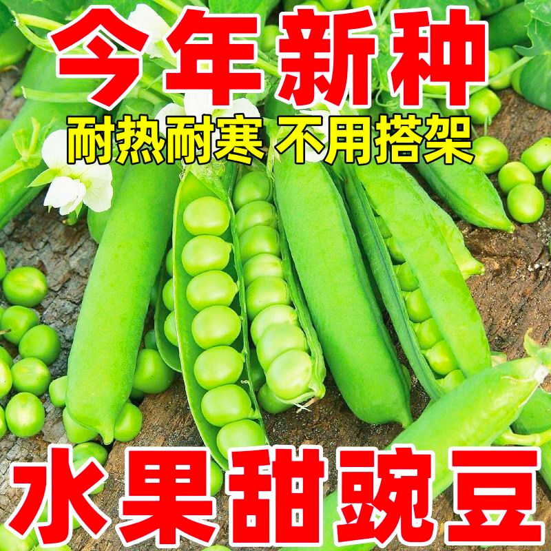 特大甜豌豆种子甜脆可生吃菜豌豆大荚青豆甜豌豆耐寒秋冬蔬菜种子