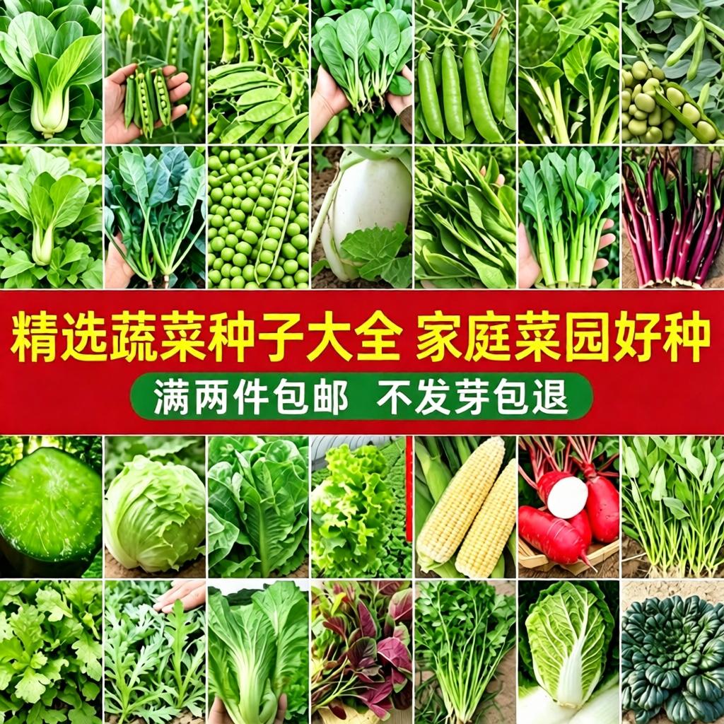蔬菜种子四季播种盆栽阳台庭院香菜黄瓜萝卜生菜小葱菠菜籽孑大全