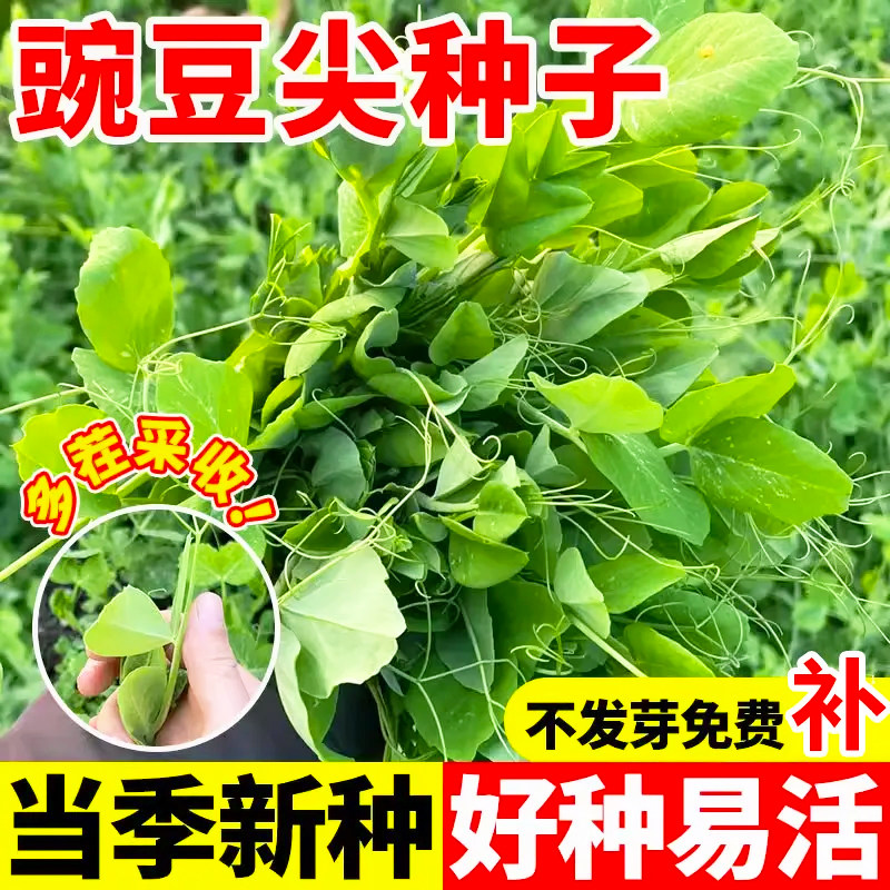 无须豌豆苗种种子尖种四季碗豆种豆苗孑甜豌豆种籽专吃苗菜种批发