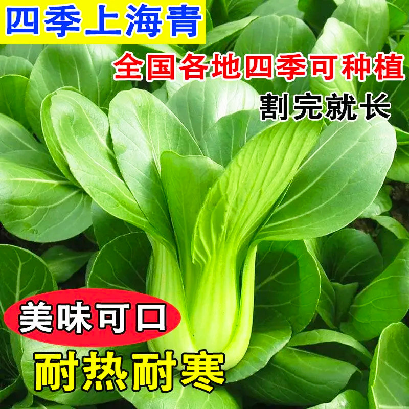 黑大头苏州青上海青青梗菜种子黑叶油菜籽阳台盆栽四季播蔬菜种子