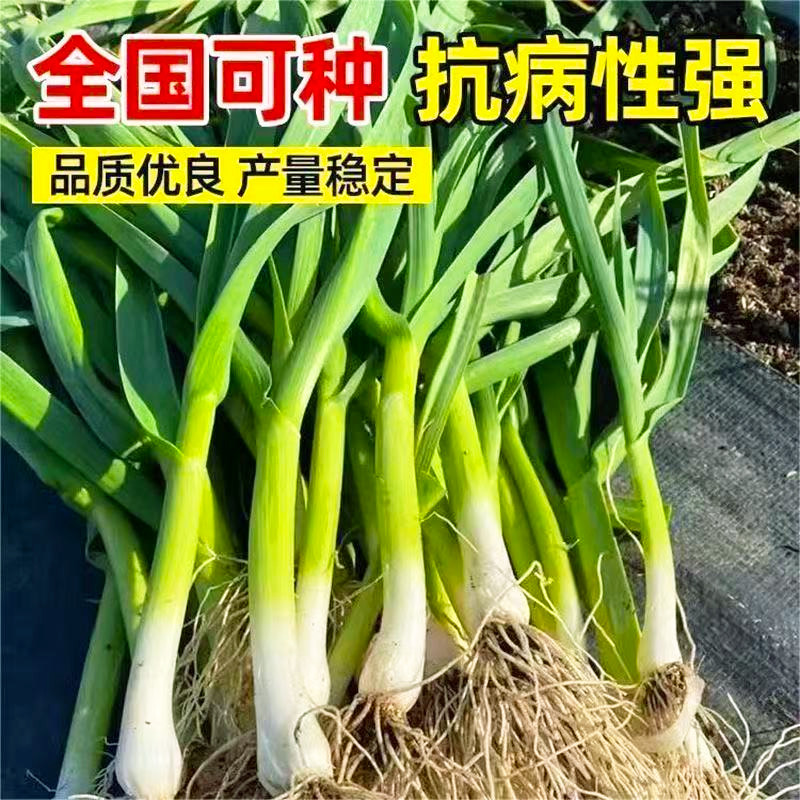大叶蒜苗种子四季高产速生宽叶青蒜出芽快室内盆栽露天种植蔬菜籽