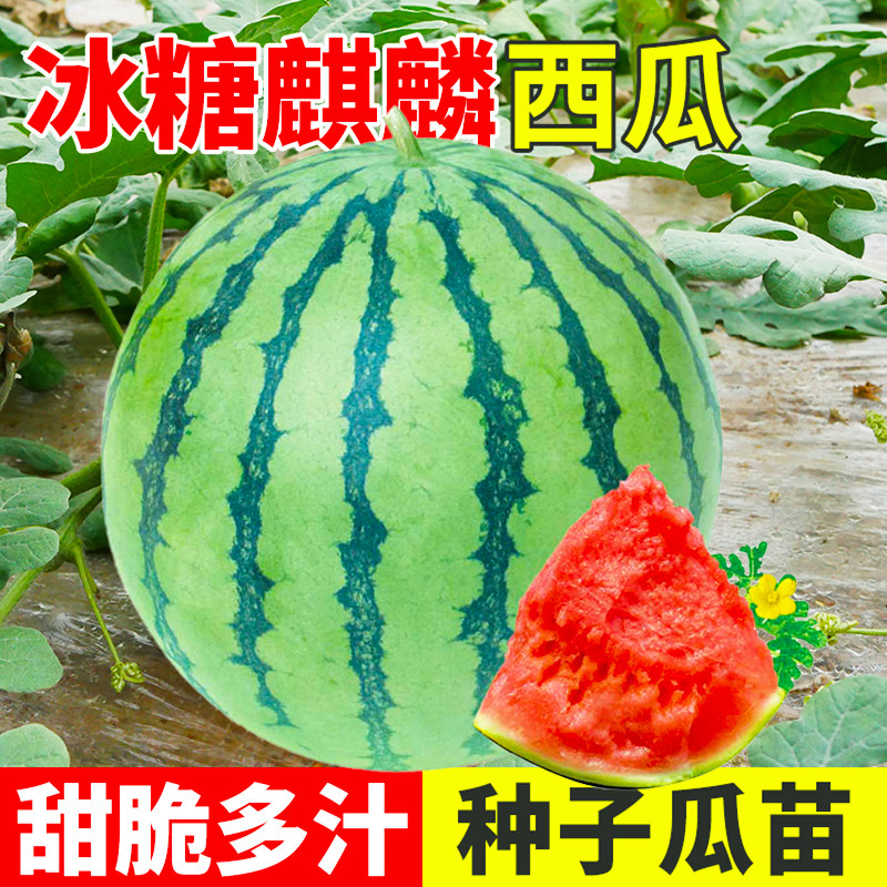 特大西瓜种子种籽苗麒麟懒汉8424四季南方秧盆栽嫁接孑秧苗种大全