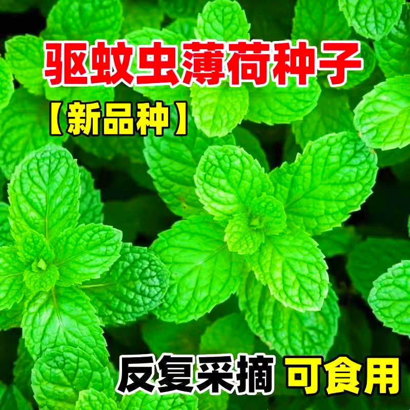 四季薄荷种子柠檬薄荷种子驱蚊花草植物种子四季阳台薄荷盆栽食用