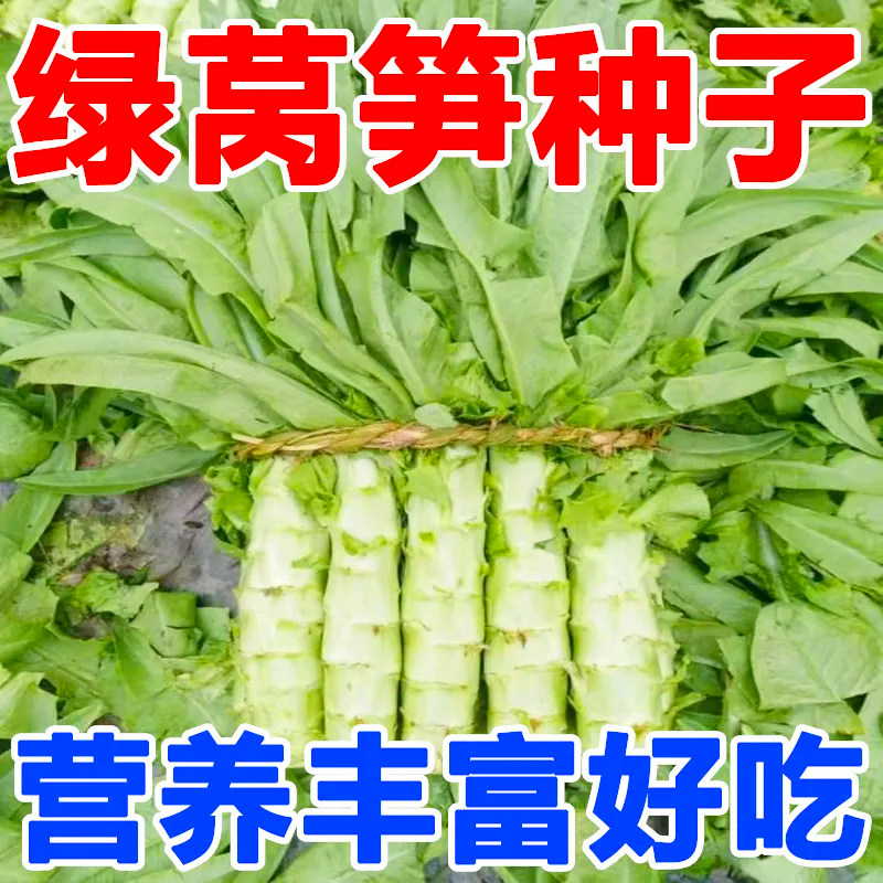 泰国罗汉王莴笋种籽子早春夏秋种植莴苣蔬菜种子莴笋耐寒四季菜种