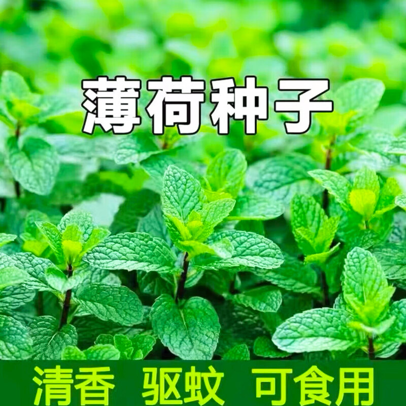 四季薄荷种子柠檬薄荷种子驱蚊花草植物种子四季阳台薄荷盆栽食用