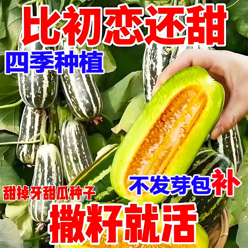 甜掉牙甜瓜种子薄皮超甜花皮香瓜籽四季水果种孑冰糖子种春夏秋季