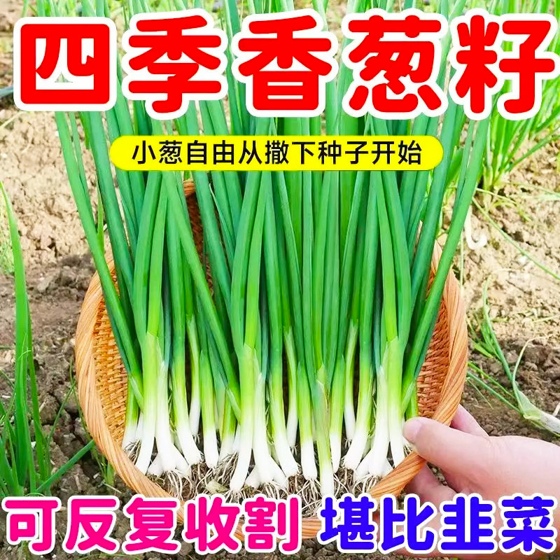四季小香葱种子葱籽庭院阳台室内盆栽葱种子家庭菜种耐寒蔬菜种子