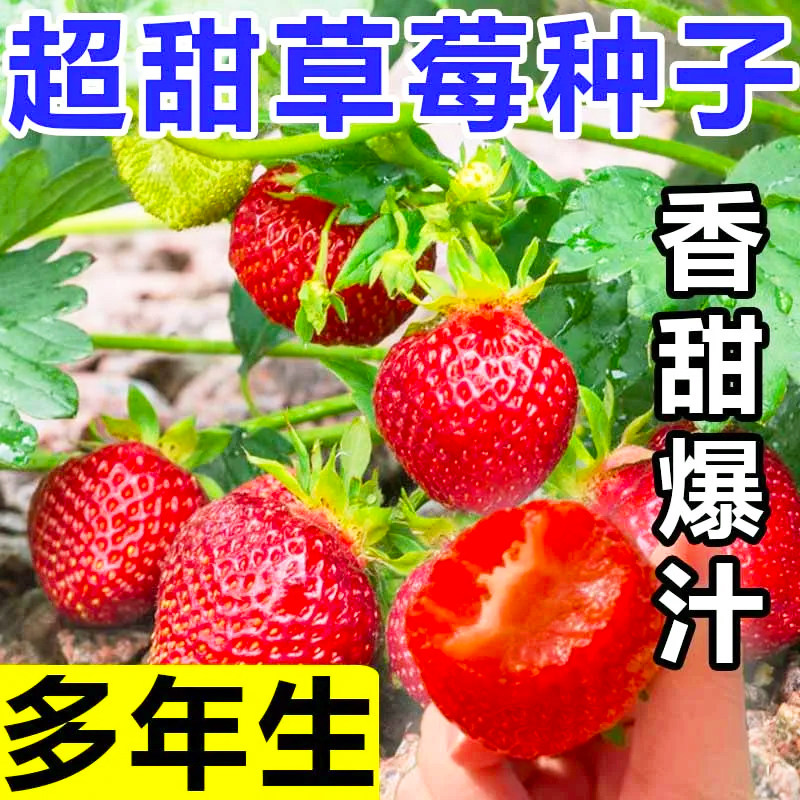 【奶油草莓种子】四季开花结果水果种子种植室内阳台盆栽草莓籽种