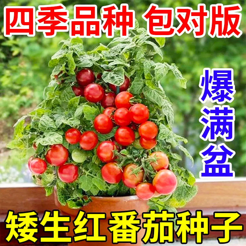 矮生盆栽番茄种子蔬菜种孑苗早熟小西红柿农家四季春阳台水果种子