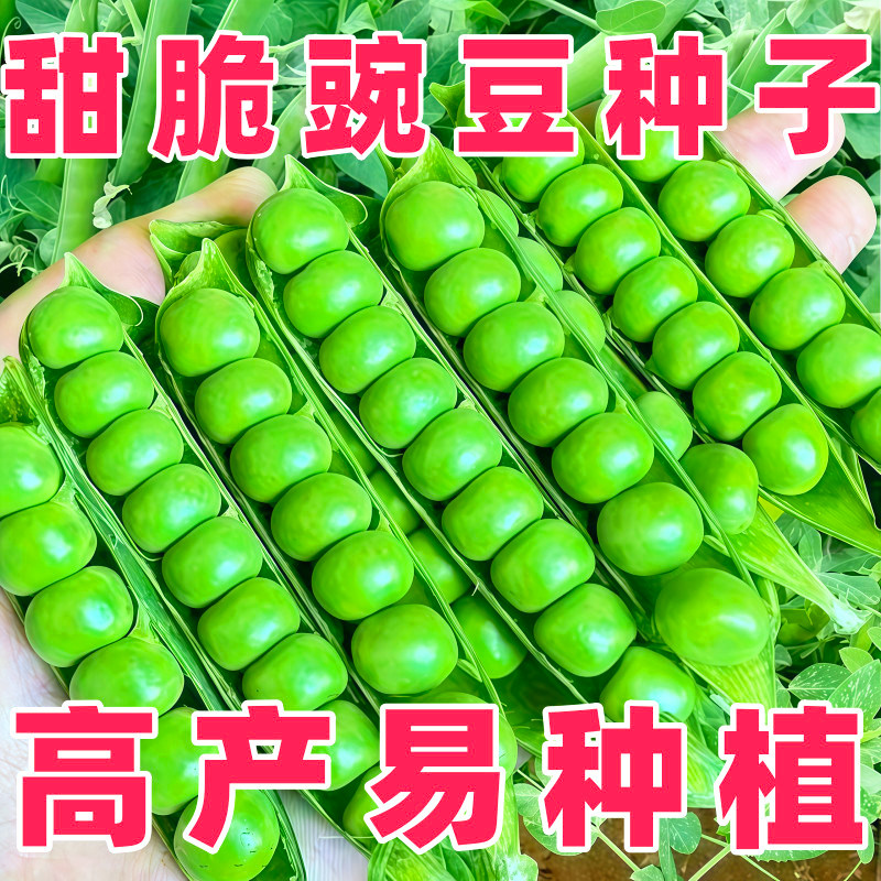 甜豌豆种子水果型甜脆可生吃菜豌豆甜豌豆尖四季播蔬菜籽大荚青豆