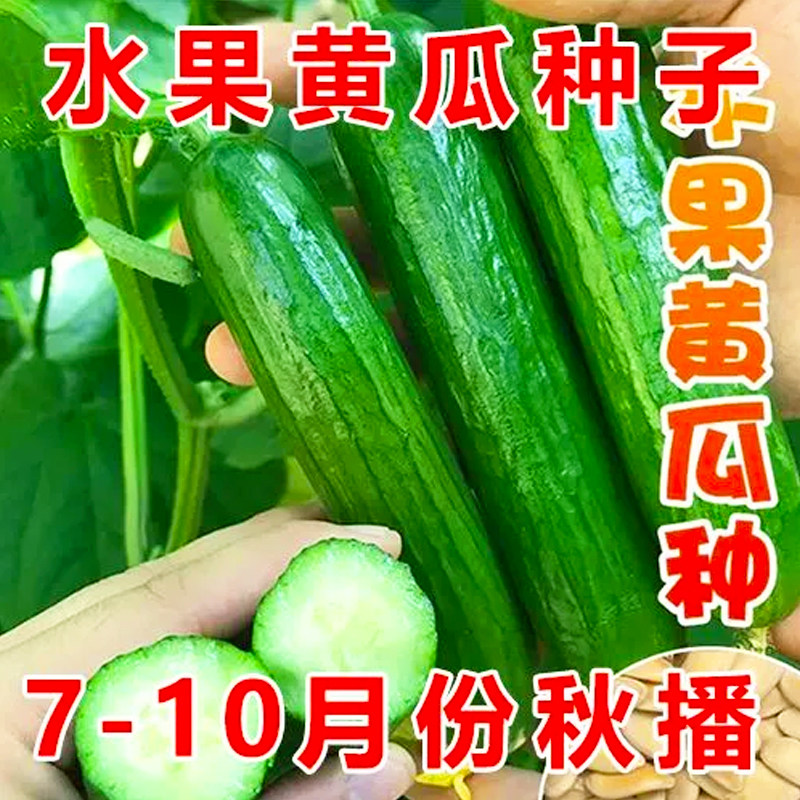 不搭架黄瓜种子满地爬水果秋黄瓜子种子一年四季黄瓜种常青冻不死