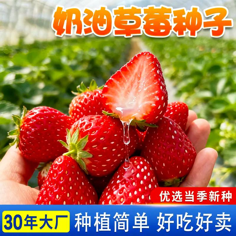 正宗高产奶油草莓种子四季草莓种子阳台盆栽秋冬季菜种水果盆栽