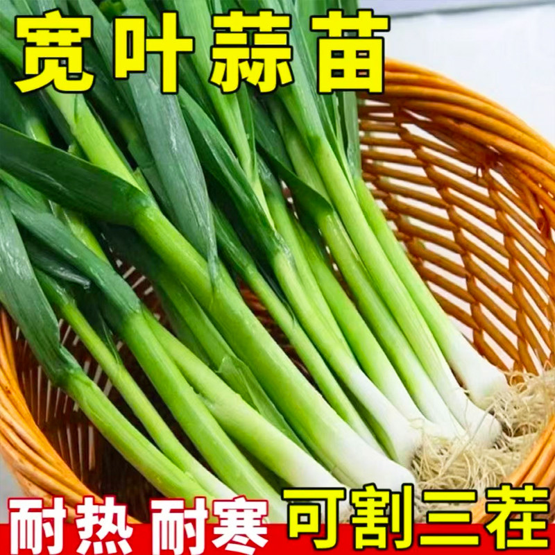 四季宽叶蒜苗种籽高产多年生收割狂长阳台田园抗寒耐热蒜苗种籽子