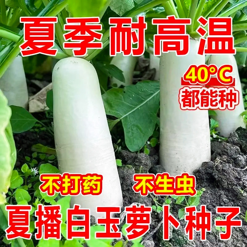 【耐高温40度】夏季白玉萝卜种子阳台抗热抗病高产大白萝卜种籽子