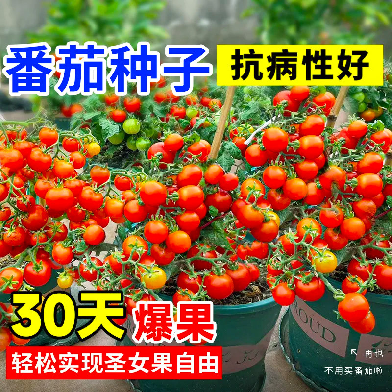 爆满盆矮生盆栽番茄苗秧矮生红黄黑樱桃小番茄种子圣女果阳台小院