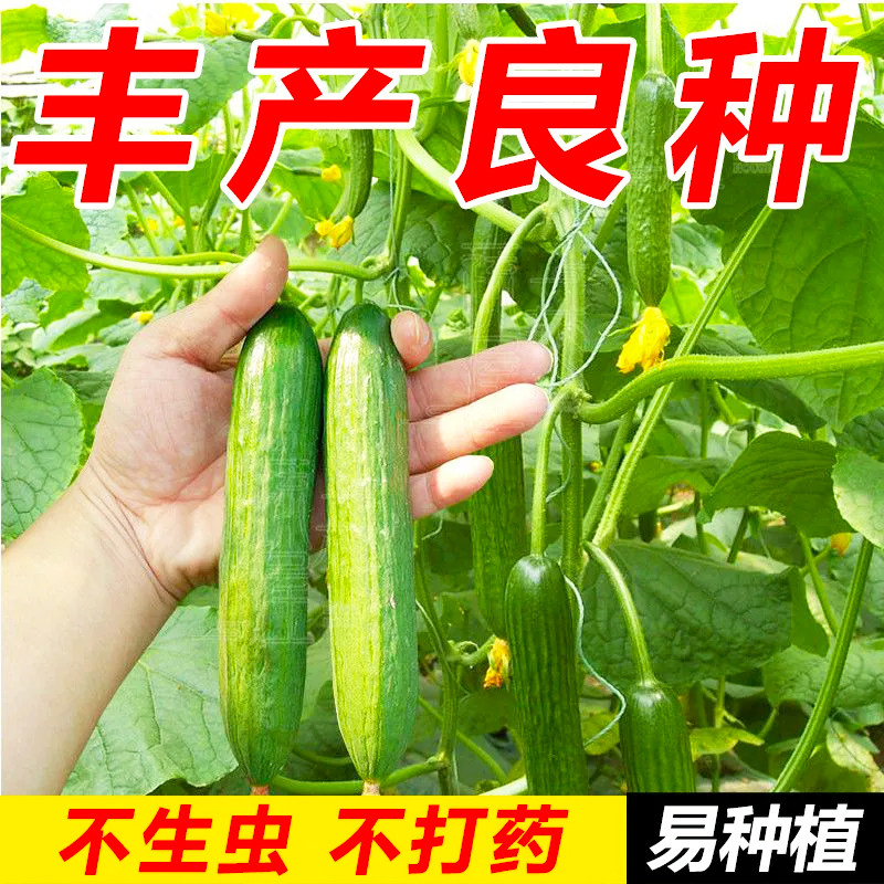 水果黄瓜种子高产压趴架四季盆栽春秋黄瓜种旱籽大棚阳台蔬菜种子