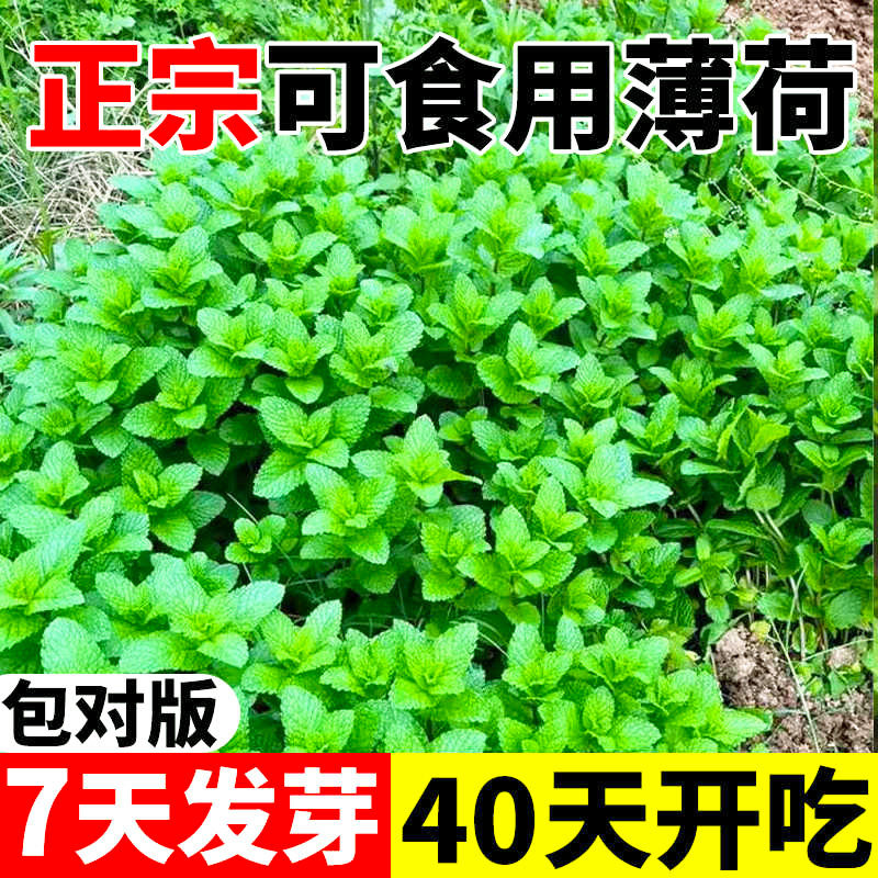 可食薄荷种子柠檬薄荷种子驱蚊花草植物种子四季阳台薄荷盆栽食用