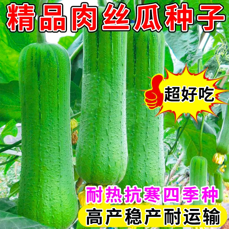 肉丝瓜种子高产早熟瓜种子四季香丝瓜当季阳台易活清香瓜果蔬菜籽