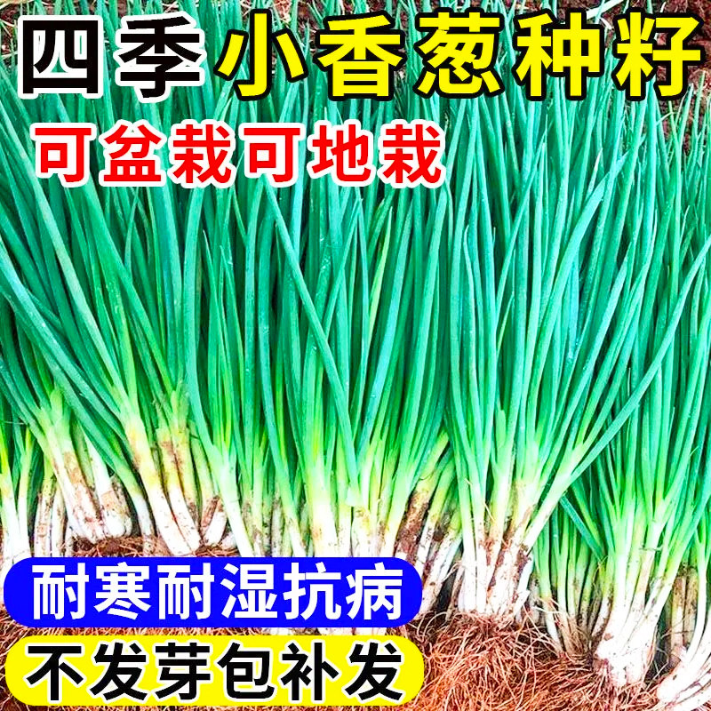 【小香葱种子】阳台室内专用盆栽葱耐寒蔬菜种子四季家庭菜种子子