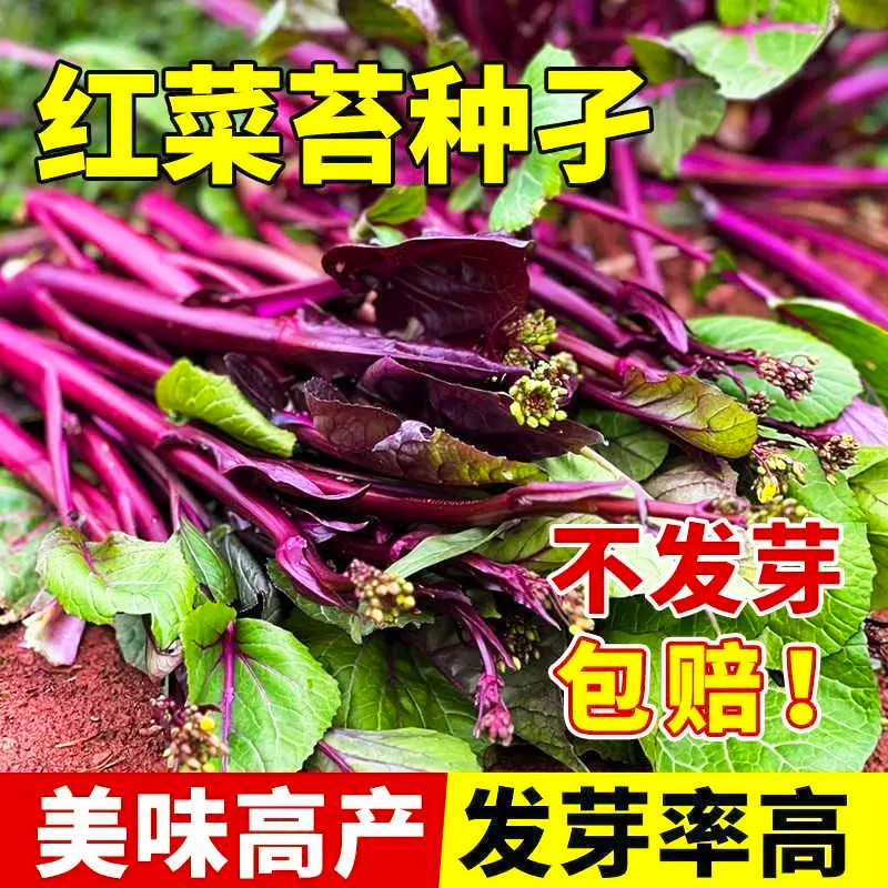【红菜苔种子】正宗红菜心紫红菜芯蔬菜种子大全四季种高产菜苔籽