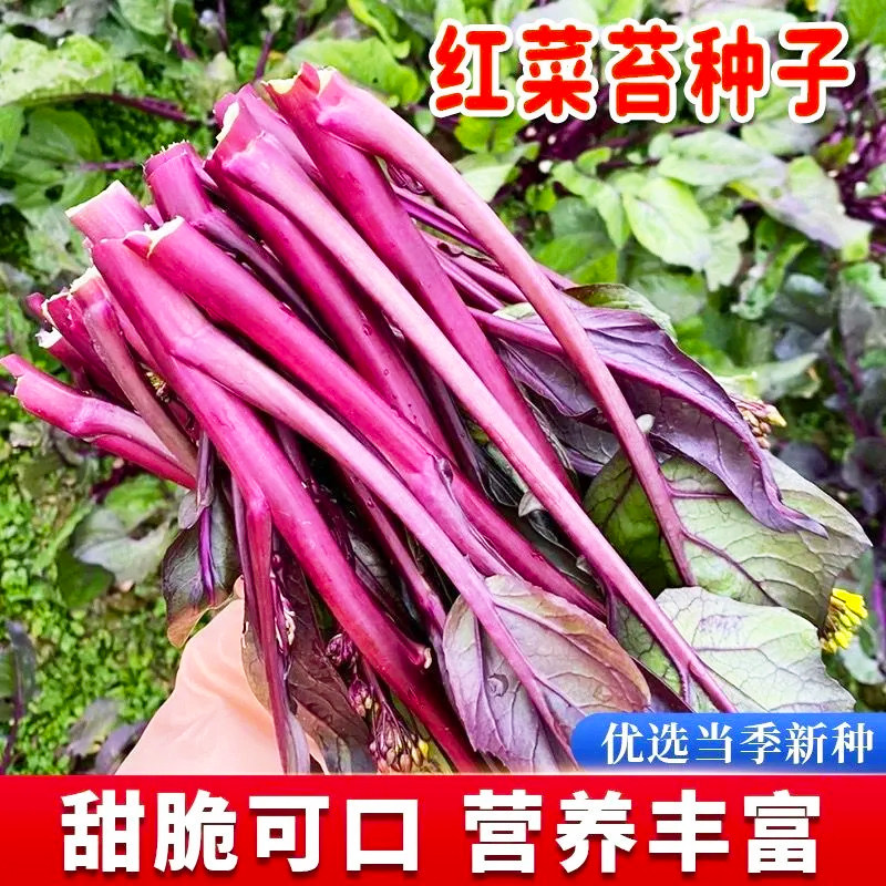 红菜苔种子红菜心正宗洪山菜苔种籽耐寒抗冻阳台盆栽过冬蔬菜种孑
