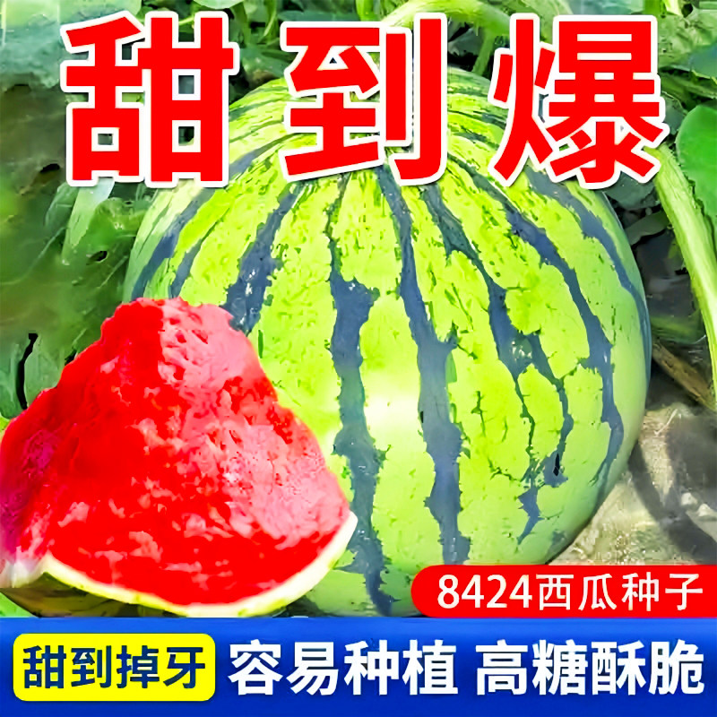 正品8424麒麟西瓜种子春播水果种子早熟薄皮西瓜种子菜园家庭种植