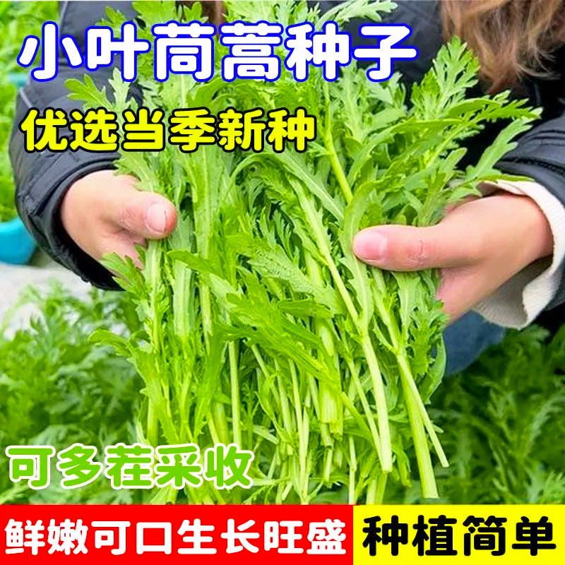 四川 老品种茼蒿苗 可多次采收 小叶三叉茼蒿种子 四季小叶茼蒿秧