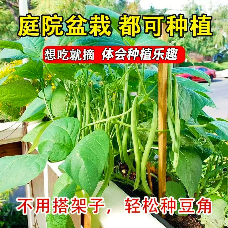 四季高产架豆王种子维纳斯秀丽无筋豆蔬菜种籽搭架品种豆角籽大全