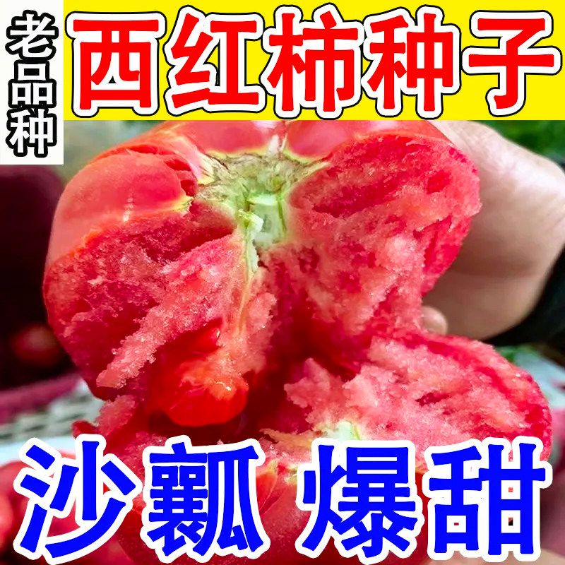 薄皮大番茄种子中蔬四号西红柿籽种阳台盆栽庭院蔬菜种子菜籽四季