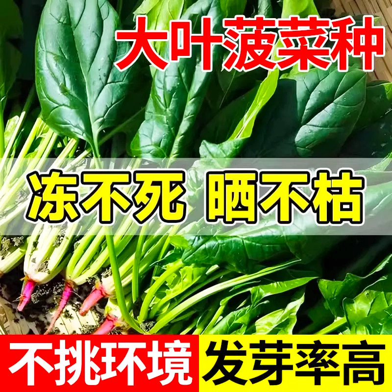 大叶菠菜种子高产红根肉厚新鲜菠菜时令蔬菜农家自种生鲜蔬菜种子