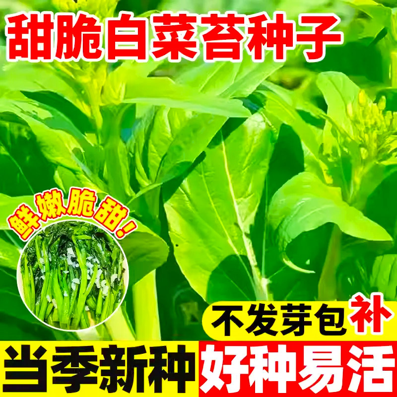 四季白菜苔种子优质菜心白菜苔苗农家新鲜蔬菜种子四季播种菜园种
