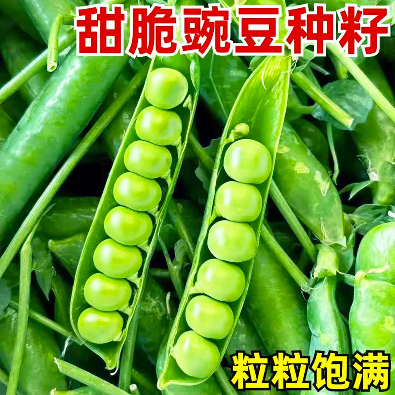 甜豌豆种子水果型甜脆可生吃菜豌豆甜豌豆尖四季播蔬菜籽大荚青豆