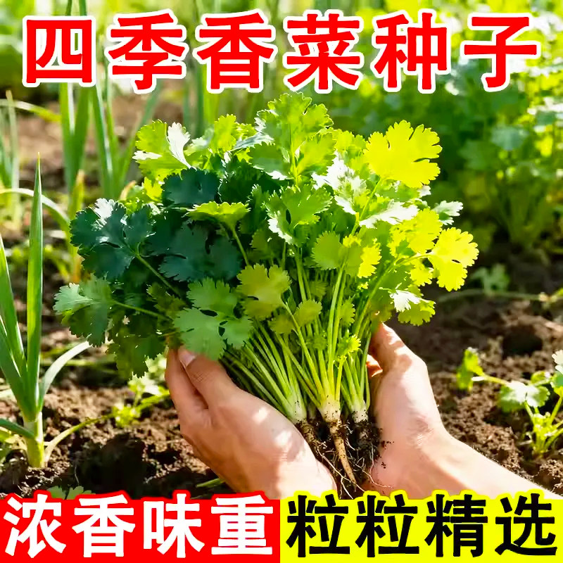 易发芽大叶香菜种子香菜种籽子耐热四季阳台室内盆栽种籽蔬菜种子