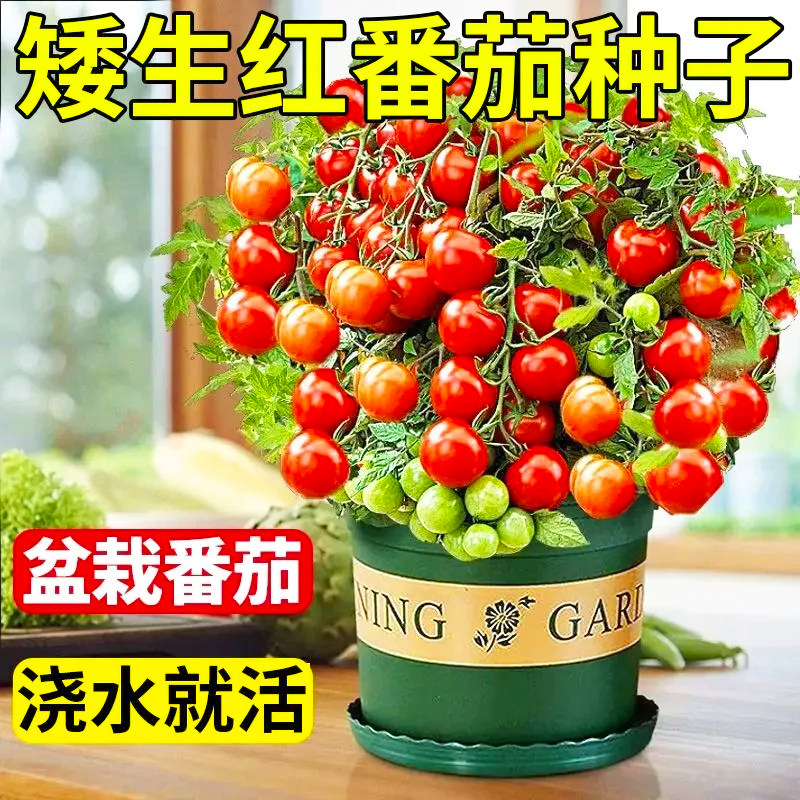 盆栽小番茄种子四季可种阳台室内矮生樱桃番茄种子蔬果种籽子大全