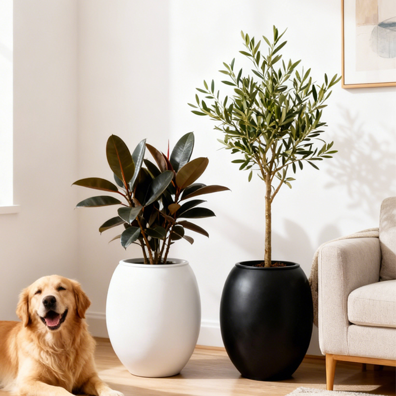 龟背竹天堂鸟琴叶榕水泥花盆透气